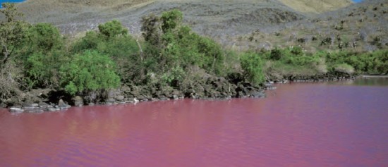 Marea rossa alle Galapagos